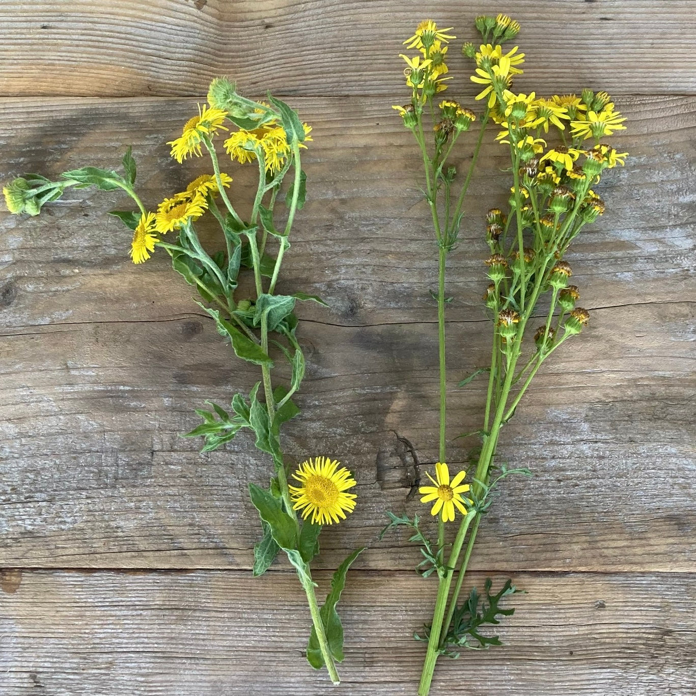 HOW TO MAKE PAINT FROM FORAGED FLEABANE