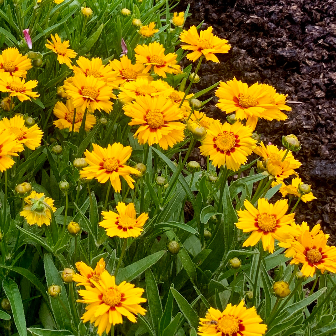 GROWING A NATURAL DYE GARDEN #1