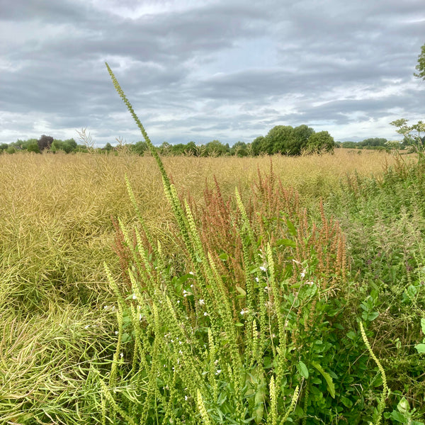 An Introduction to Natural Dyeing: A self-paced online course