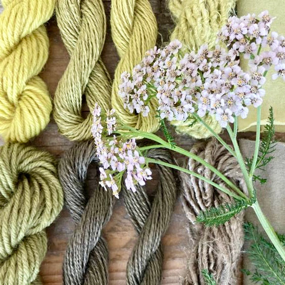 NATURAL DYEING WITH YARROW (Achillea millefolium)