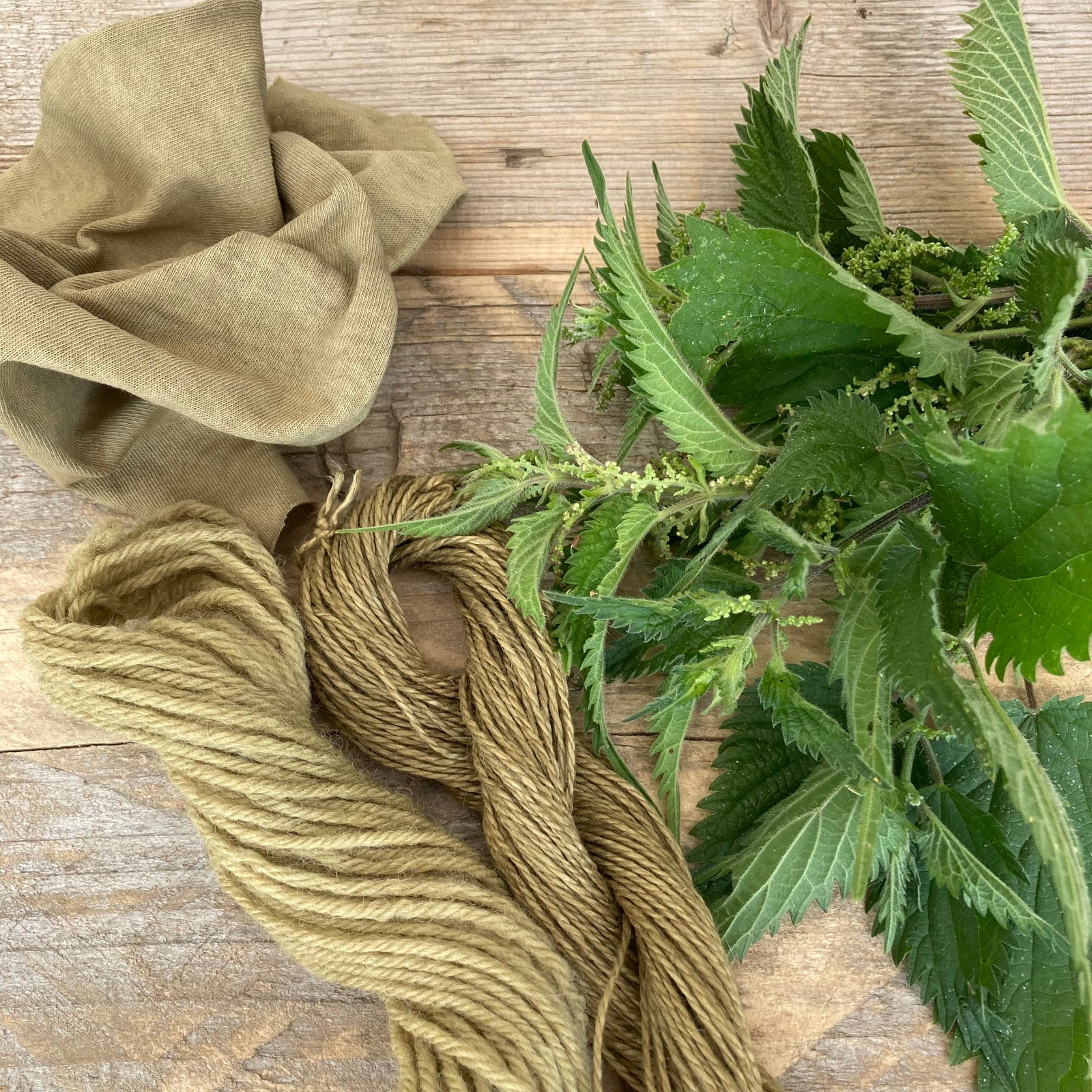 NATURAL DYEING WITH  STINGING NETTLES (Urtica dioica)