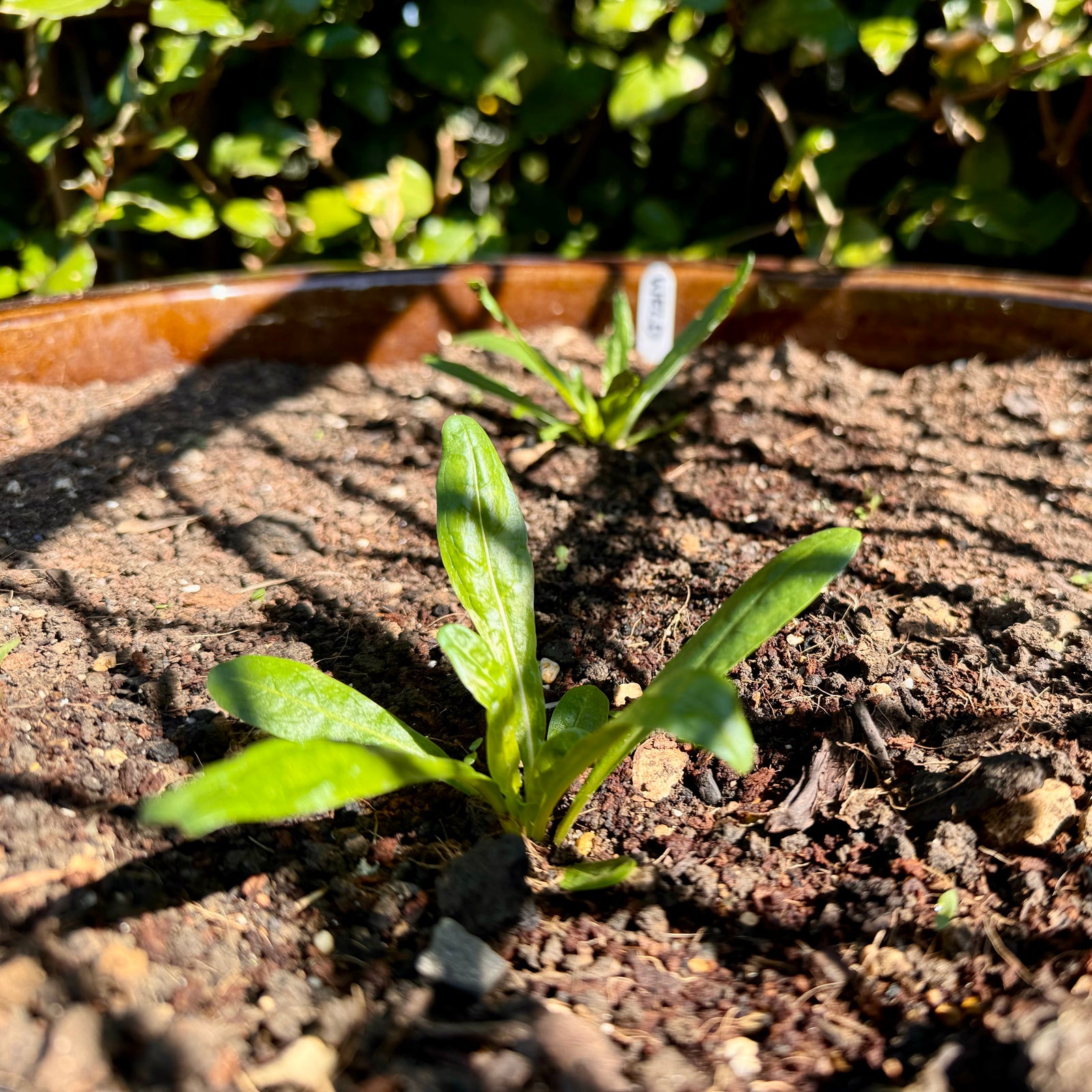 GROWING A NATURAL DYE GARDEN #2
