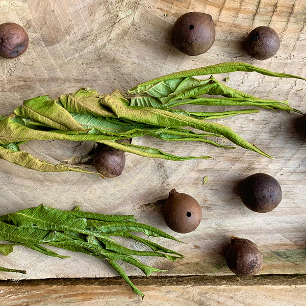 Oak galls and staghorn sumac